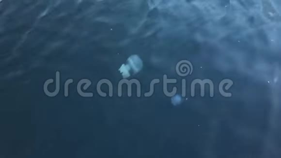美丽的水母漂浮在蓝色的海水中视频的预览图