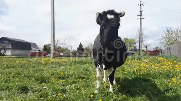 牛在吃草视频的预览图