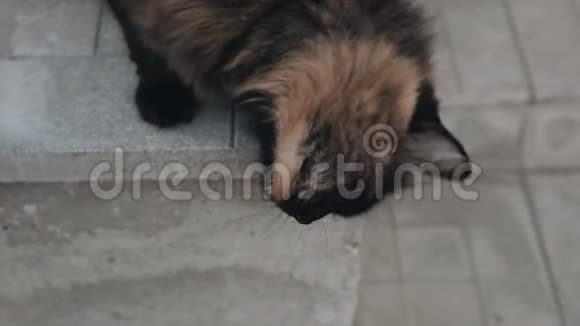 猫在房子的水泥门廊上擦脸快关门视频的预览图