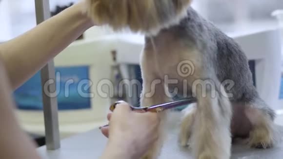 女性宠物美容师在美容沙龙用剪刀剪小狗毛兽医的专业动物发型和造型视频的预览图