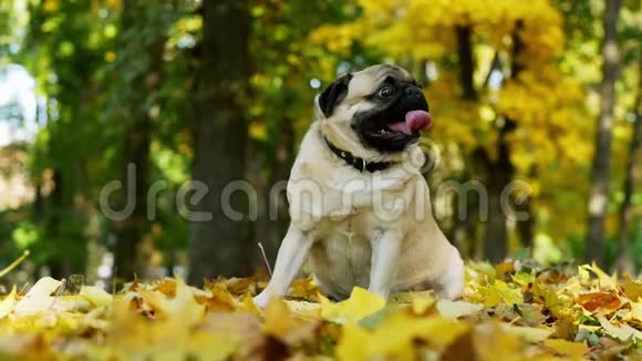 在阳光明媚的秋林中可爱有趣的小狗坐在黄色的叶子上动作缓慢视频的预览图