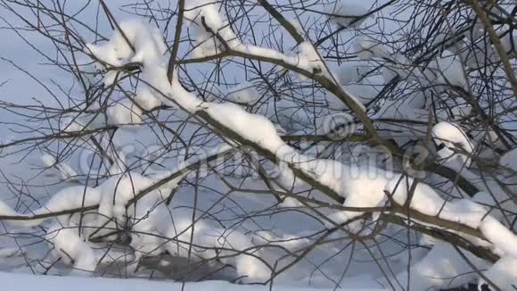 斯克洛斯利奥波德斯克伦冬季萨尔茨堡与雪冬季视频的预览图