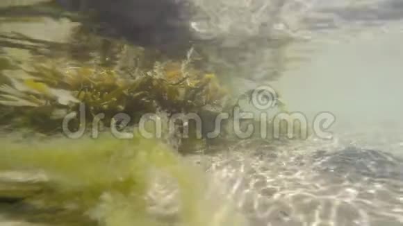 反射太阳的海藻视频的预览图