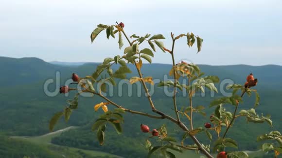 罗莎卡尼纳狗玫瑰灌木背景下的树林山和蓝天视频的预览图