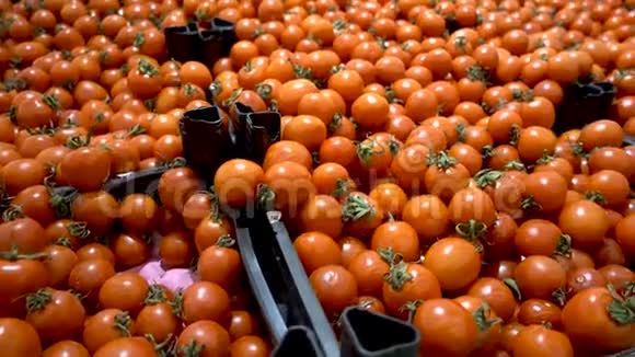 红樱桃西红柿特写4k顶景食物背景胃学概念有机食品视频的预览图