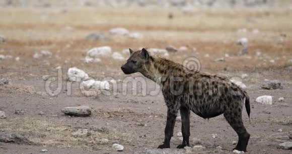 发现鬣狗纳米比亚非洲野生动物视频的预览图