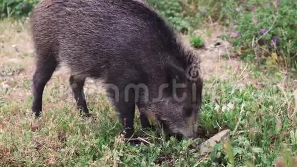野猪或猪在草地上寻找食物视频的预览图