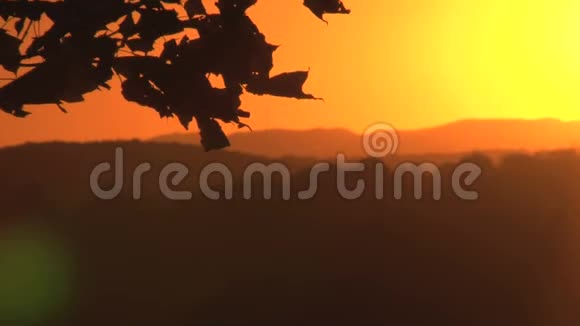 金色的夕阳和树叶视频的预览图