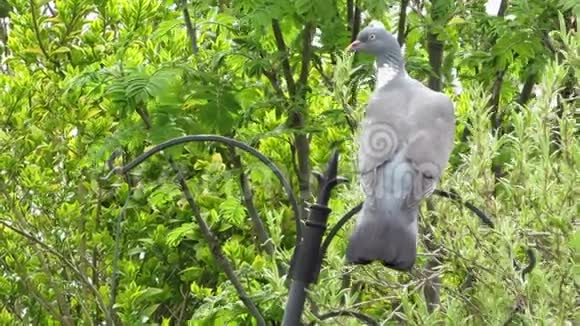 常见的木鸽哥伦巴棕榈栖息在绿色的叶子中视频的预览图
