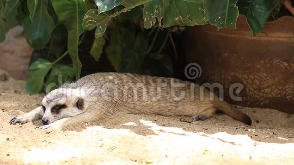 在动物园睡觉的特写猫鼬视频的预览图