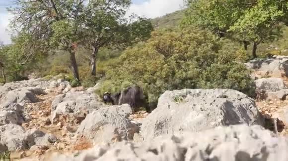 野山羊走在路上散落着小石头视频的预览图