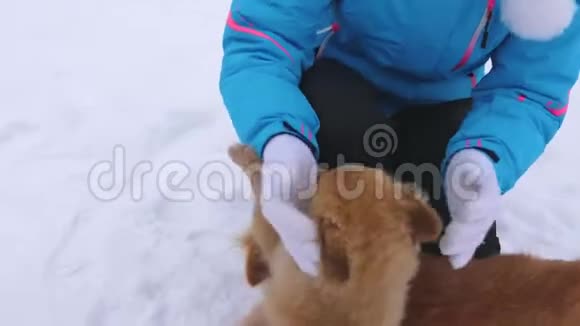 冬天寒冷的日子里女孩爱抚狗和小狗狗在下雪的路上和主人玩冬天宠物视频的预览图