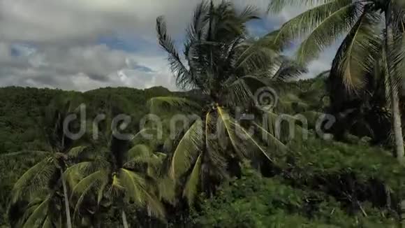 鹤在密集而充满敌意的热带丛林树冠上视频的预览图