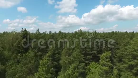 夏日阳光下的森林视频的预览图