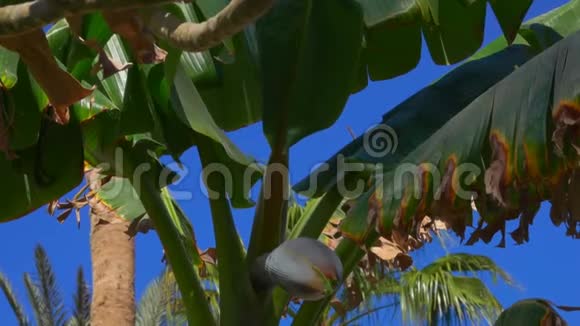 在蓝天背景下的香蕉树视频的预览图