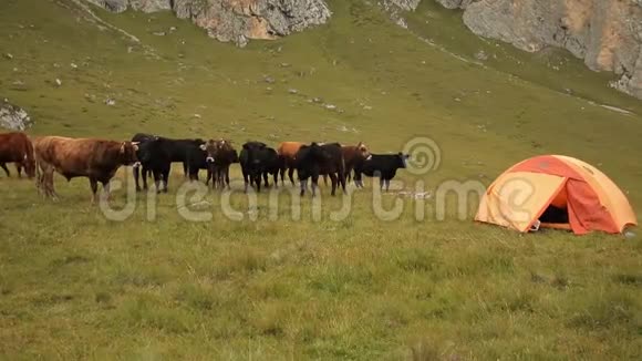 一群牛立在帐篷城附近视频的预览图