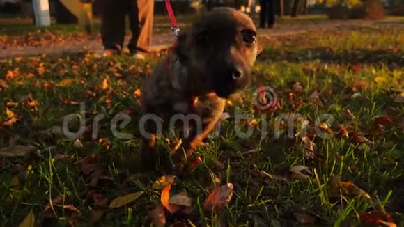 好奇的漂亮小狗把他的脸戳进相机镜头秋天女主人在公园的草坪上遛狗视频的预览图
