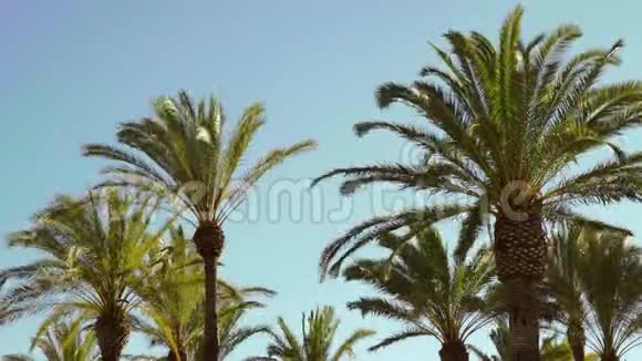 海边的一束椰子树因大风入海而弯曲视频的预览图