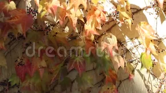 秋天红黄的野葡萄叶在阳光下的石壁上视频的预览图