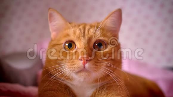 特写镜头红色家猫看着平静躺在红色的床上寒冷可怕的毛茸茸的宠物视频的预览图