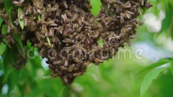 一群蜜蜂在树枝上创造一个新的蜂群慢动作视频的预览图