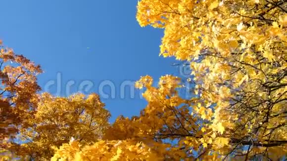 孤黄枫叶在蓝天的映衬下从一棵树上飘落仿造空间视频的预览图