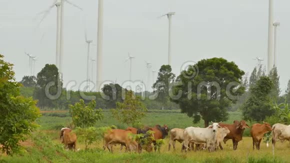 风力涡轮机附近牧场的牛群视频的预览图