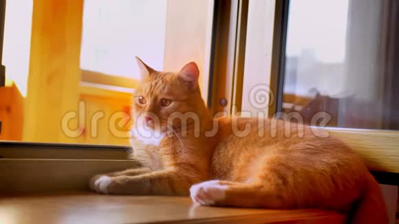 非常寒冷的红猫躺在靠近窗户的阳台上放松和睡觉阳光和温暖的氛围视频的预览图