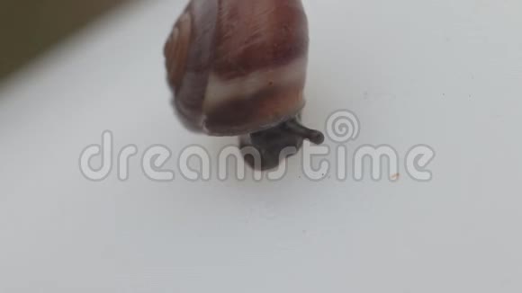 一大片蜗牛从壳里爬出来视频的预览图