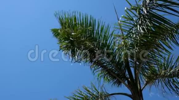 阳光明媚天气晴朗在温暖的热带岛屿上风吹拂着棕榈树的枝叶视频的预览图