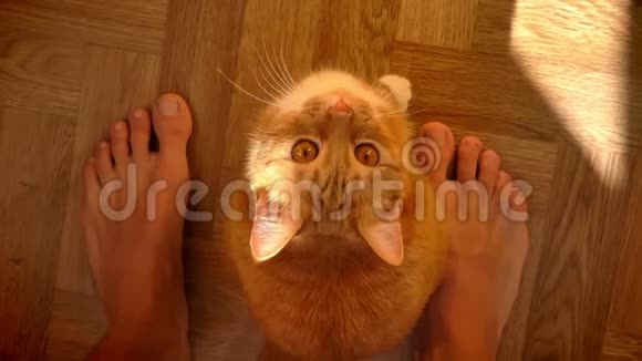 漂亮的姜猫坐在人的两腿之间平静地抬头看可爱的家庭宠物木地板和阳光视频的预览图