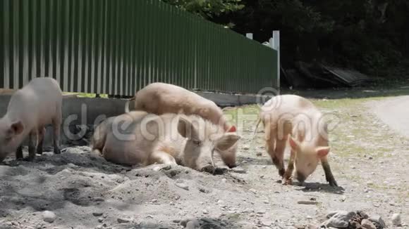 格鲁吉亚路上的一家猪视频的预览图