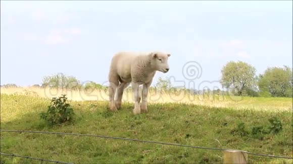 孤独的羔羊视频的预览图