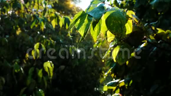 滴露在绿叶上树叶在阳光下发光黎明时分下雨视频的预览图