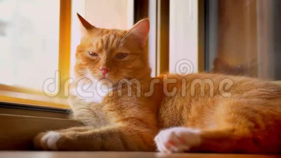 可爱的橙色小猫躺在阳台上打开窗户享受阳光明媚的一天而他的耳朵在移动眼睛在转动视频的预览图