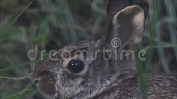 兔子在吃草视频的预览图
