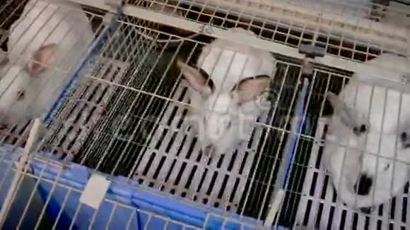 卡奇农场的兔子视频的预览图