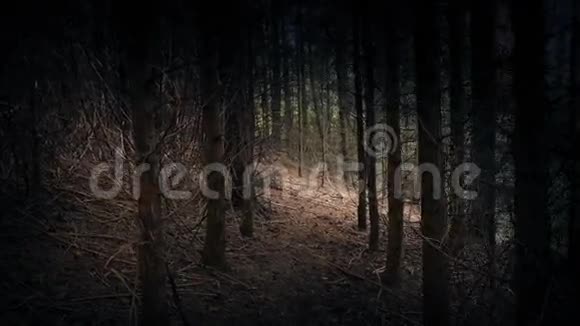 穿过树林走向开幕视频的预览图