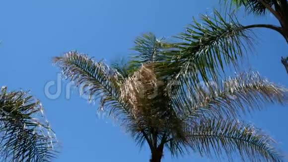 阳光明媚天气晴朗在温暖的热带岛屿上风吹拂着棕榈树的枝叶视频的预览图