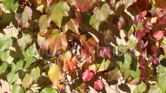 秋天红黄的野葡萄叶在阳光下的石壁上视频的预览图