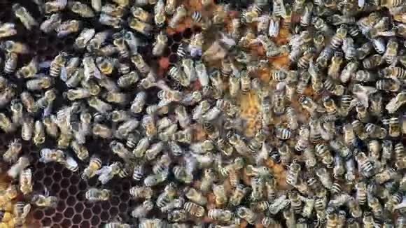 蜂群在蜂巢上视频的预览图