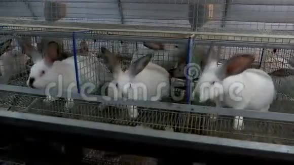卡吉农场的兔子视频的预览图