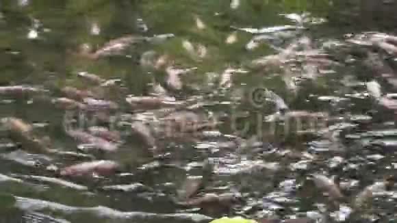 尼罗河罗非鱼在池塘里视频的预览图