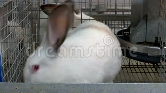 Cage农场上的兔子视频的预览图