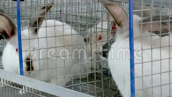 凯奇农场的兔子视频的预览图