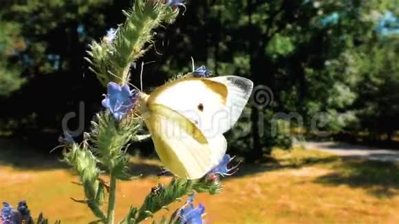晴天花上的白蝶视频的预览图