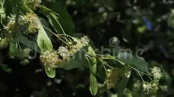 靠近一朵的花蜜蜂在林登的花朵上采集花蜜林登树的花视频的预览图