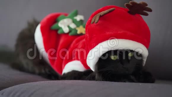 特写一只黑色毛茸茸的猫的肖像绿眼睛打扮成圣诞老人圣诞节象征视频的预览图