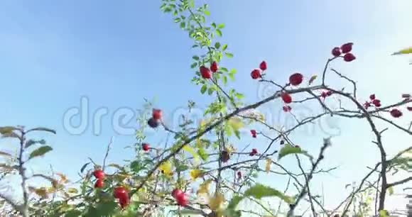 野生玫瑰花天然石榴为凉茶视频的预览图