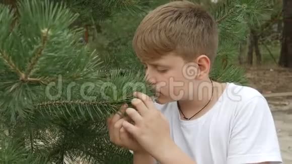 一个红发少年蓝眼睛雀斑看着云杉树枝的情感画像视频的预览图